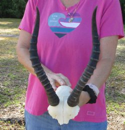 Genuine Female Blesbok Skull Plate with 13" Horns for Sale for $35