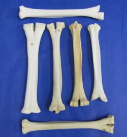 Bones For Sale