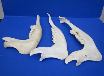 Wholesale Water Buffalo Lower Jaw bone (half piece) 16 to 18 inches - 2 pcs @ $10.00 each