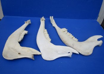 Wholesale Water Buffalo Lower Jaw bone (half piece) 16 to 18 inches - 8 pcs @ $9.00 each