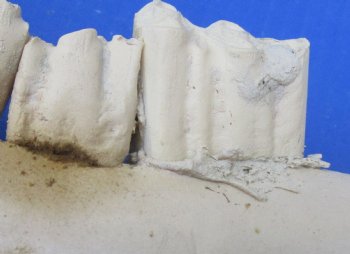 Wholesale Water Buffalo Lower Jaw bone (half piece) 16 to 18 inches - 8 pcs @ $9.00 each