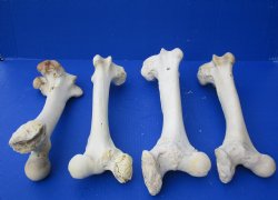 Wholesale Water Buffalo Femur leg bones, 12 to 16 inches long - 2 pcs @ $10 each; 6 pcs @ $9 each <font color=red>*SALE* </font>