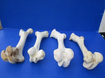 Wholesale Water Buffalo Femur leg bones, 12 to 16 inches long - 2 pcs @ $10 each; 6 pcs @ $9 each <font color=red>*SALE* </font>
