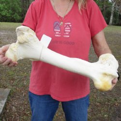 Wholesale giraffe femur leg bones from the upper leg 17 to 21 inches long - $55 each