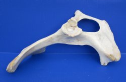Wholesale Water Buffalo Hip bones (half pieces) 16 inches to 20 inches - 2 pcs @ $11 each