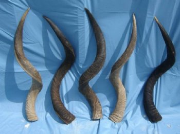 Kudu Horns for sale to Make Shofars 30 to 34 inch -  $55.00 each