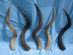 Kudu Horns for sale...