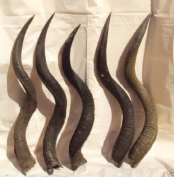 Kudu Horns for sale to Make Shofars 30 to 34 inch -  $55.00 each