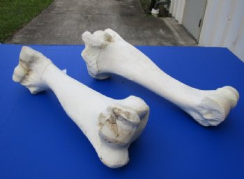 Wholesale giraffe humerus leg bones from the upper leg 17 to 21 inches long - $55 each