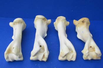 Wholesale Water Buffalo Humerus leg bones, 11 to 13 inches long - 2 pcs @ $10 each; 6 pcs @ $9 each <font color=red>*SALE* </font>