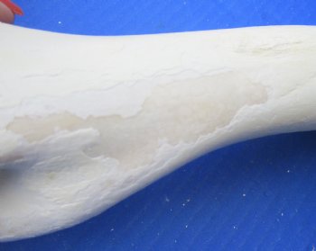 Wholesale Water Buffalo Humerus leg bones, 11 to 13 inches long - 2 pcs @ $10 each; 6 pcs @ $9 each <font color=red>*SALE* </font>