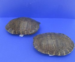 10 inch River Cooter Turtle Shells Wholesale - $25.00 each; 6 pcs or more @ $22.50 each
