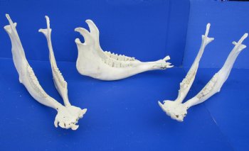 Wholesale Water Buffalo Lower Jaw Bone Mandible, 17 inches to 19 inches - 2 pcs @ $20 each