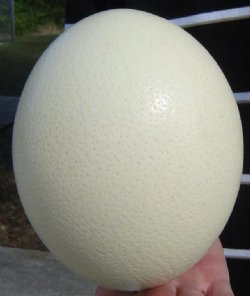 5 inches to 6 inches Wholesale Empty Ostrich Eggs imported from South Africa - Case of 24 @ $12.50 each; 4 or more cases @ $11.50 each