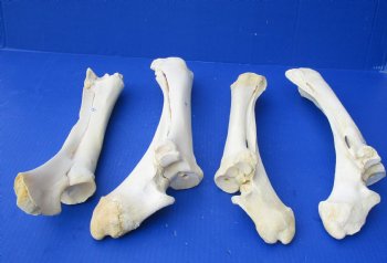 Wholesale Water Buffalo Radius leg bones, 14 to 16 inches long - 2 pcs @ $10 each; 6 pcs @ $9 each <font color=red>*SALE* </font>