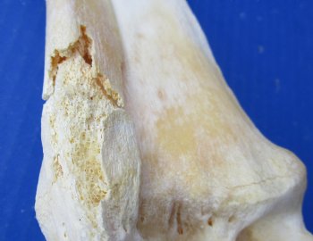 Wholesale Water Buffalo Radius leg bones, 14 to 16 inches long - 2 pcs @ $10 each; 6 pcs @ $9 each <font color=red>*SALE* </font>