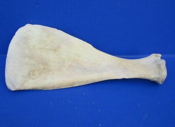 Wholesale Water Buffalo Shoulder Blade bones 13 inches to 16 inches - 8 pcs @ $8.50 each