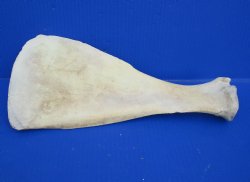 Wholesale Water Buffalo Shoulder Blade bones 13 inches to 16 inches - 2 pcs @ $9.50 each