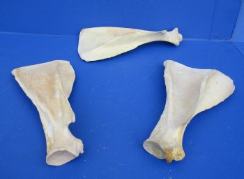 Wholesale Water Buffalo Shoulder Blade bones 13 inches to 16 inches - 8 pcs @ $8.50 each