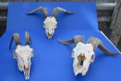 Goat Skull, Goat Skulls