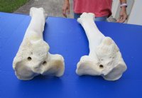 Wholesale giraffe tibia leg bones 21 to 26 inches long - $70 each; 3 pcs @ $63 each