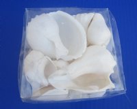 4" X 4" X 2-3/4" Square Clear Gift Boxes filled with Assorted White Seashells - Box of 8 @ $4.00 each  