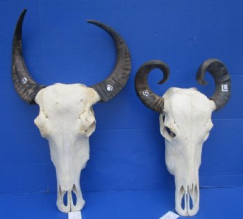 Water Buffalo Skull, Bison Skull, Hand Picked