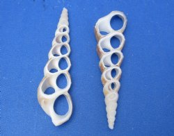 Wholesale Center Cut Turritella Duplicata seashells in bulk 2 to 3 inches - 100 pieces @ .18 each; 500 pcs @ $.16 each