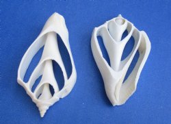 Wholesale Center Cut White Strombus Marginatus seashells in bulk 2 to 3 inches - 100 pieces @ .18 each; 500 pcs @ $.16 each