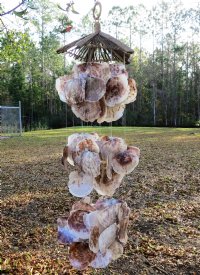 38 inches long large saddle oyster shell wind chimes wholesale with twig top - 2 pcs @ $11.50 each