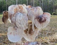 38 inches long large saddle oyster shell wind chimes wholesale with twig top - 2 pcs @ $11.50 each