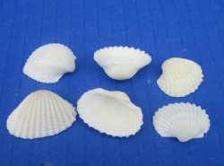 Wholesale Very Small White Cardium, Ribbed Cockle shells 3/4" to 1" - 1 kilo bags @ $3.75/kilo (Min: 2 kilos)