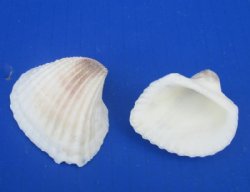 Wholesale Medium White Cardium (Anadora Scapa), Ribbed Cockle shells 1-1/4" to 2" - 1 kilo bags @ $4.00/kilo (Min: 2 kilos)