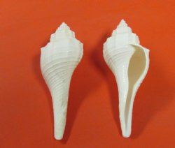 Wholesale White Fusus shell (Hemifusus Ternatanus)  2-1/2" to 3-1/2" - 50 pcs @ $.30 each;  250 pcs @ $.25 each