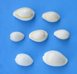 Wholesale white ring top cowrie shells -1/2 inch to 1 inch in size (off white to creamy beige in color) - Case of 21 kilos @ $7.65/kilo