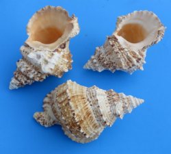 8 to 8-7/8 inches frog shells from Africa, bursa bubo, commercial grade - 2 pcs @ $7.00 each; 8 pcs @ $6.30 each 