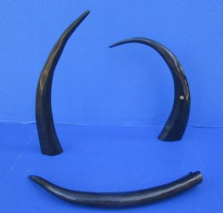 Wholesale 21 to 24 inches Polished Water Buffalo Horns - 2 pcs @ $13.50 each; 8 pcs @ $12.00 each
