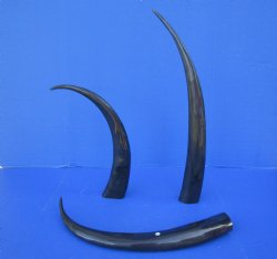 Wholesale 25 to 29 inches Polished Water Buffalo Horns - 2 pcs @ $16.00 each; 6 pcs @ $14.25 each
