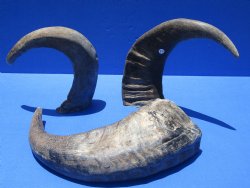 Wholesale Raw Indian Water Buffalo horns 17 to 21 inches - 2 pcs @ $15.00 each; 10 pcs @ $13.50 each
