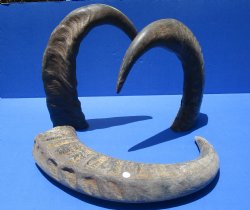 Wholesale Raw Indian Water Buffalo horns 22 to 25 inches - 2 pcs @ $23.00 each; 6 pcs @ $20.50 each