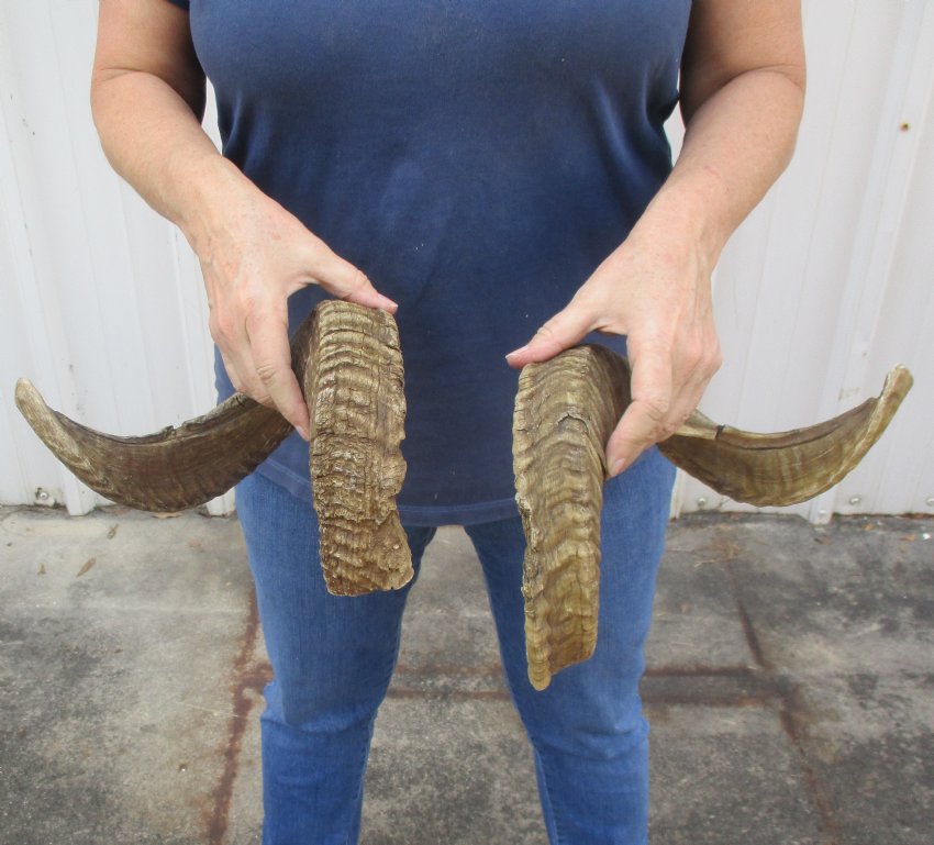 25 inch matching pair of ram sheep horns for sale.