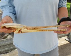 13 inch by 2-1/2 inch longnose gar skull (Lepisosteus osseus) for $65.00