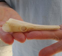 One 4 x 1 inch spotted gar skull (Lepisosteus Oculatus) for $30.00 