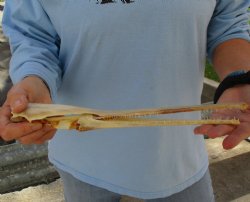 13 inch by 2-1/2 inch longnose gar skull (Lepisosteus osseus) for $65.00