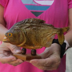 7 inch Real dried Piranha Fish on wood base - $42