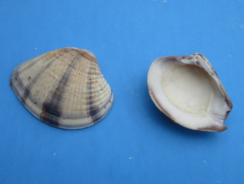 pictures of clam shells