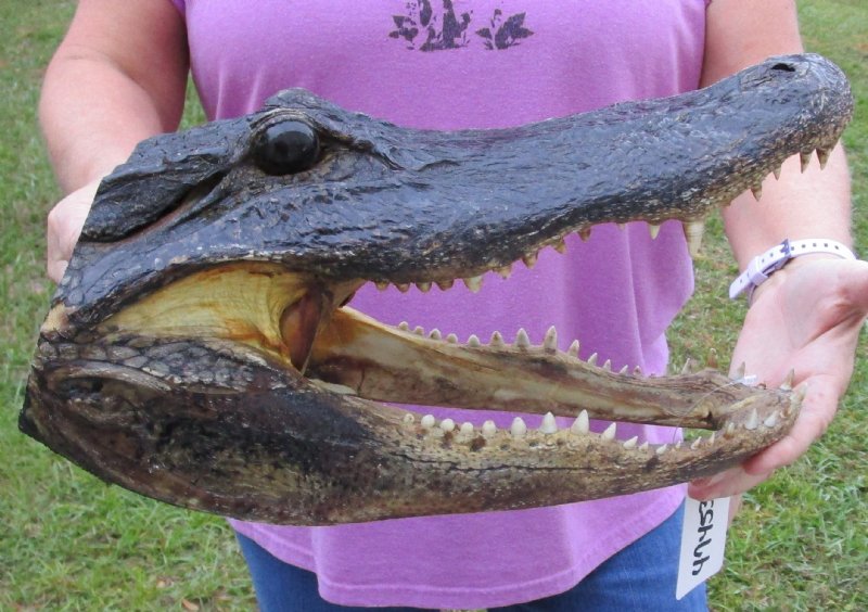 13 inch long Alligator Head