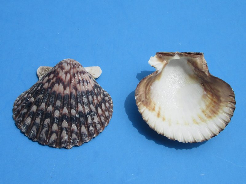 Wholesale Calico scallop shells for crafts 2-1/4 to 2-3/4