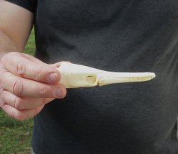 One 5 inch spotted gar skull (Lepisosteus Oculatus) for $30.00 