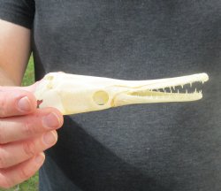 One 6 inch spotted gar skull (Lepisosteus Oculatus) for $30.00 